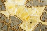 Polished Septarian Slab - Utah #318047-1